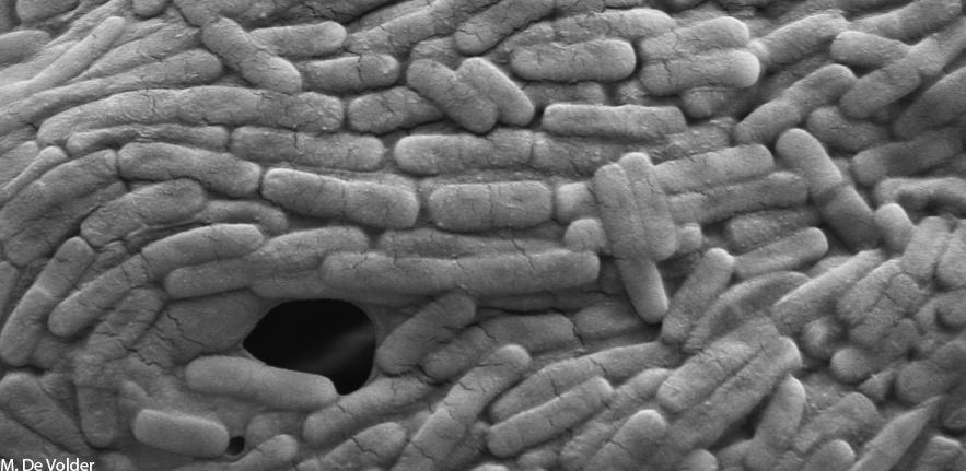 Biofilm