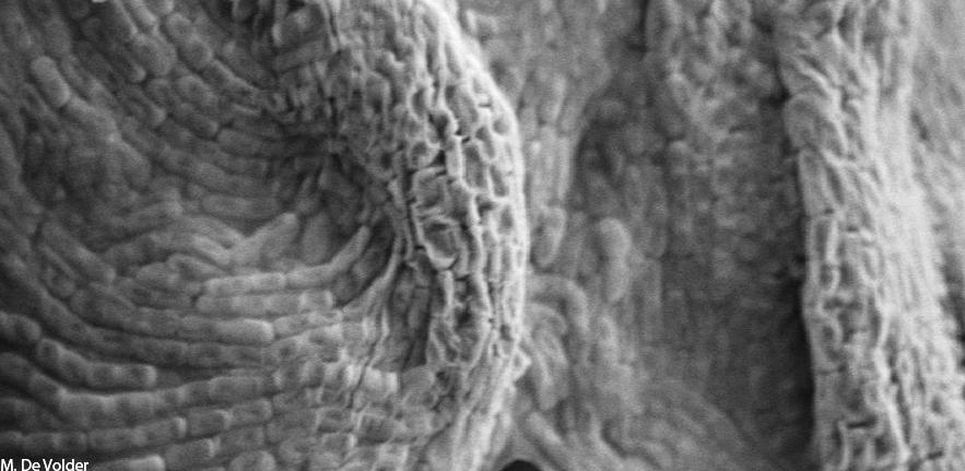 Biofilm2