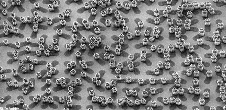 Carbon Nanotube Vegetation