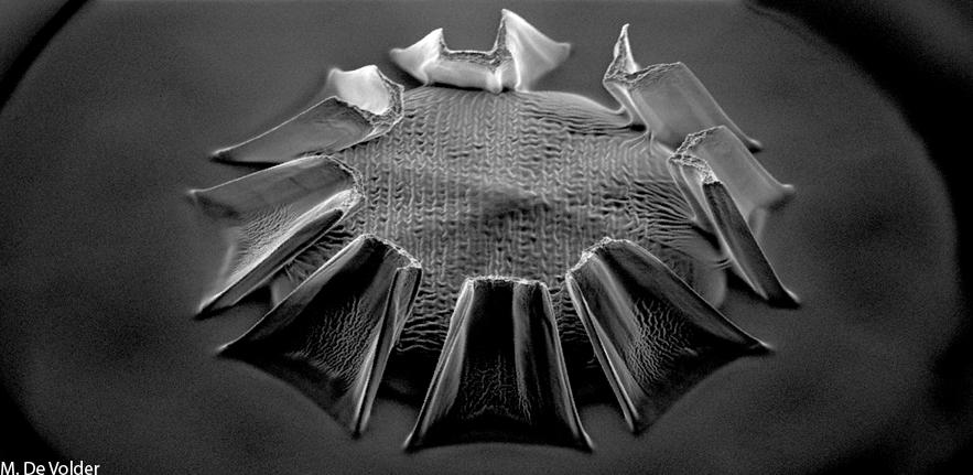 Hydrogel Microdrop trapped in Carbon Nanotube Fingers