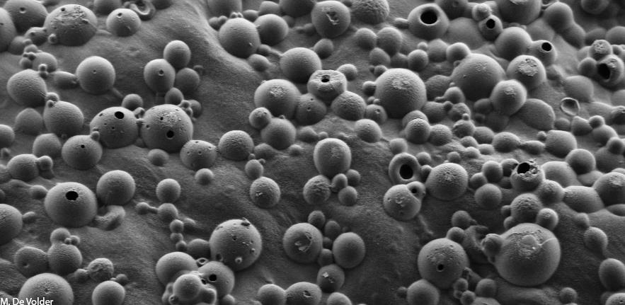 Nanotube bubbles