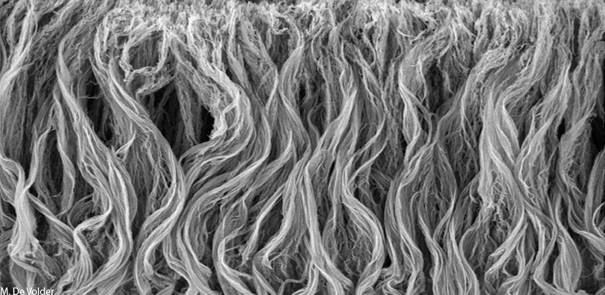 Jungle of amorphous carbon nanowires 