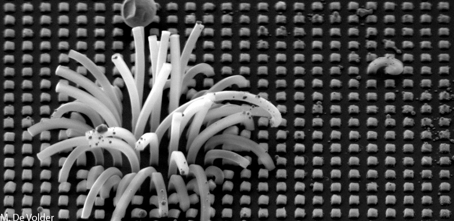 Carbon nanotube extrustion