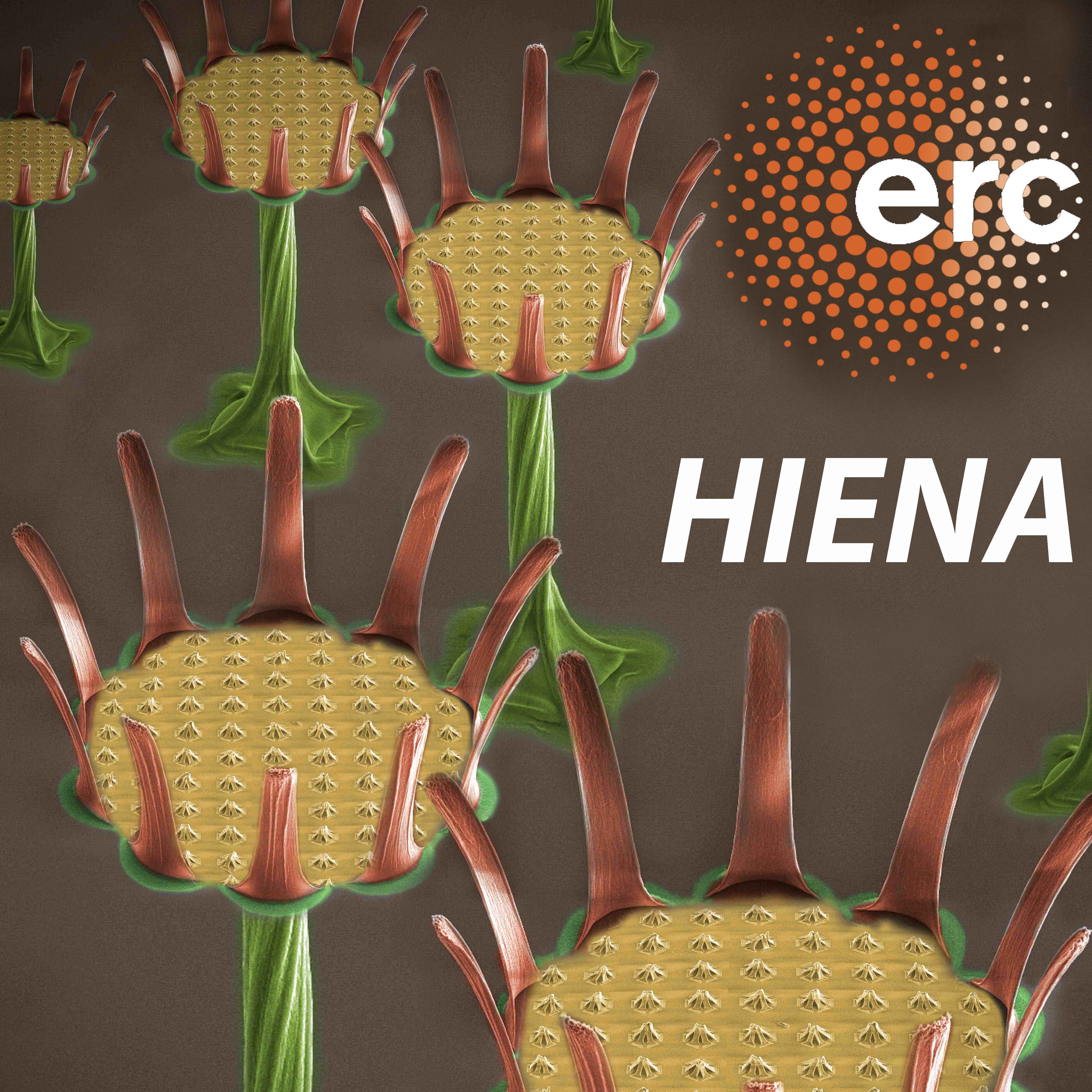 ERC Starting Grant - HIENA (Hierarchical Carbon Nanomaterials)