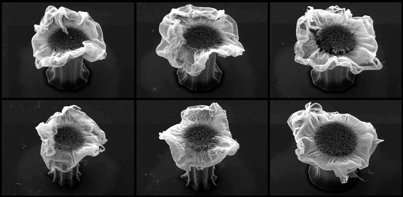 Amorphous carbon nanowire flowers