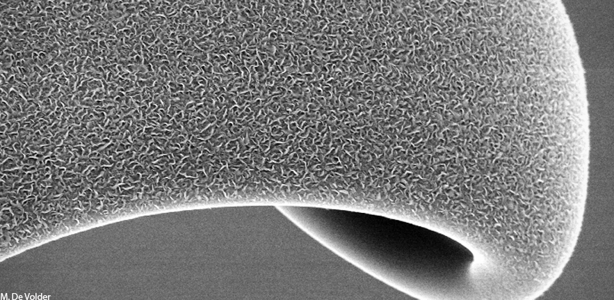Amorphous Carbon Coated with Graphene
