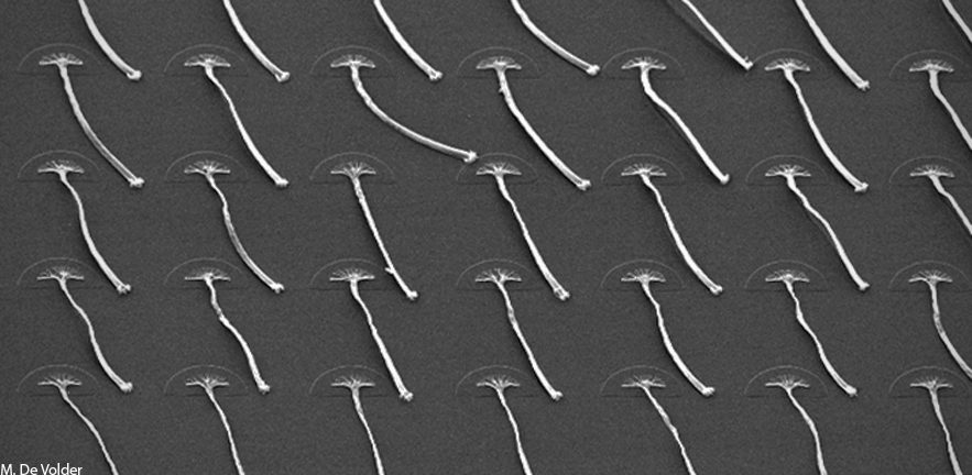 Carbon Nanotube   Graphene Composite