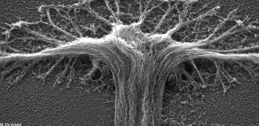 Carbon Nanotubes Coated with Graphene