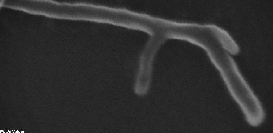 Branching Carbon Nanotube